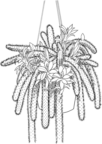 Disocactus Flagelliformis Or Rattail Cactus Coloring Page